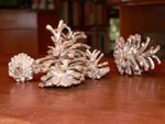 Bronze pine cones cast from investment mold using actual pine cones.