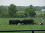 Valentino (left) got into Elvis' pasture and there's a tussle.