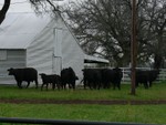 Cows, calves. .  . .