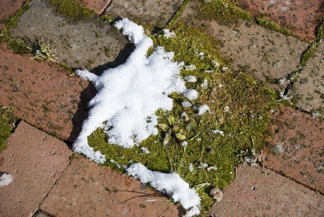 Moss and snow on studio patio.