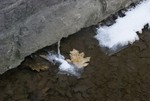 Single leaf - Thacher Park stream.