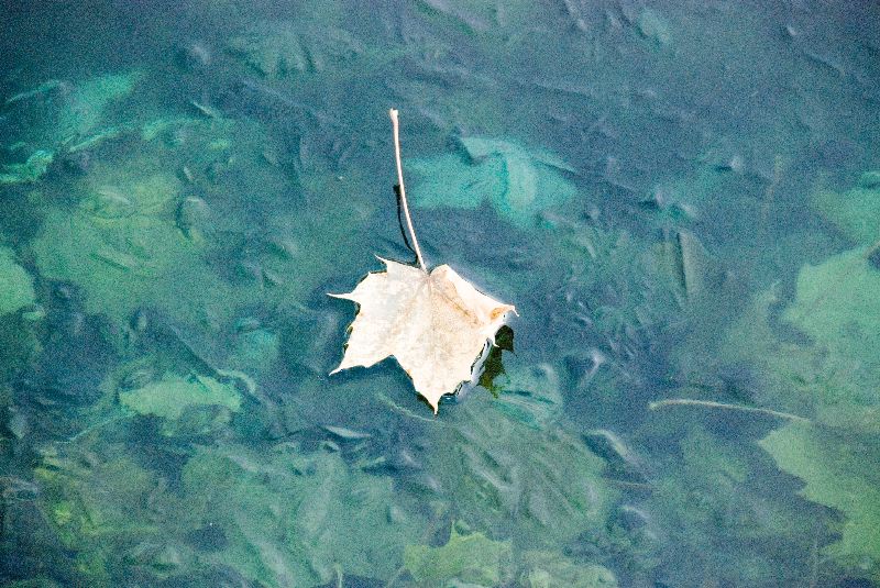 Single leaf - Kiernan's pond.