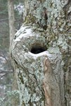 Knot hole - Thacher Park.