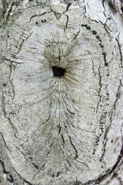 Knot hole - back deck.