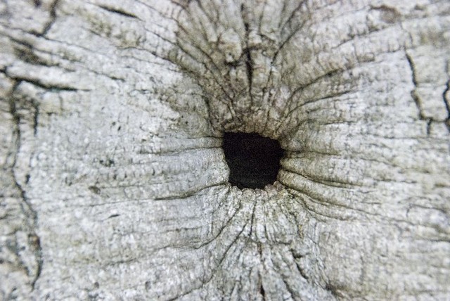 Oak knothole.