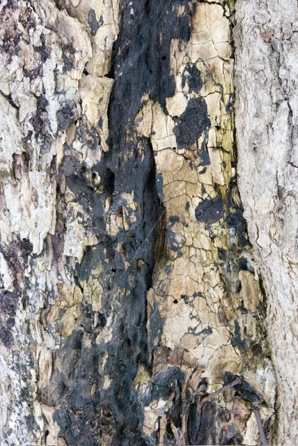 Textures.  Thacher Park tree.  