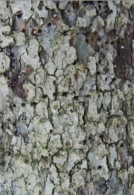 Textures.  Thacher Park tree.  