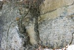 Textures.  Thacher Park shale hillside.