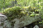 dsc2451_ferns_lichen_rock