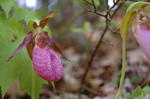 dsc2488_orchid1
