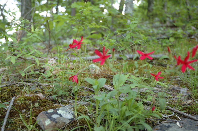 dsc2491_redflowers