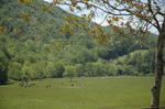 dsc2528_cows