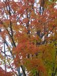 wton_foliage5