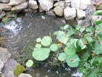 Koi pond - a new dimension to gardening, a lot of work and a great filamentous algae producer.