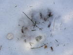 Bear Tracks 2005